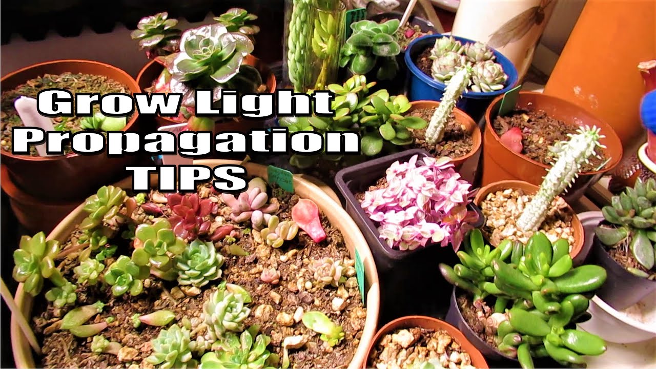 GROW LIGHT Pros & Cons of Indoor Succulent Propagation | Watering and Growing Tips