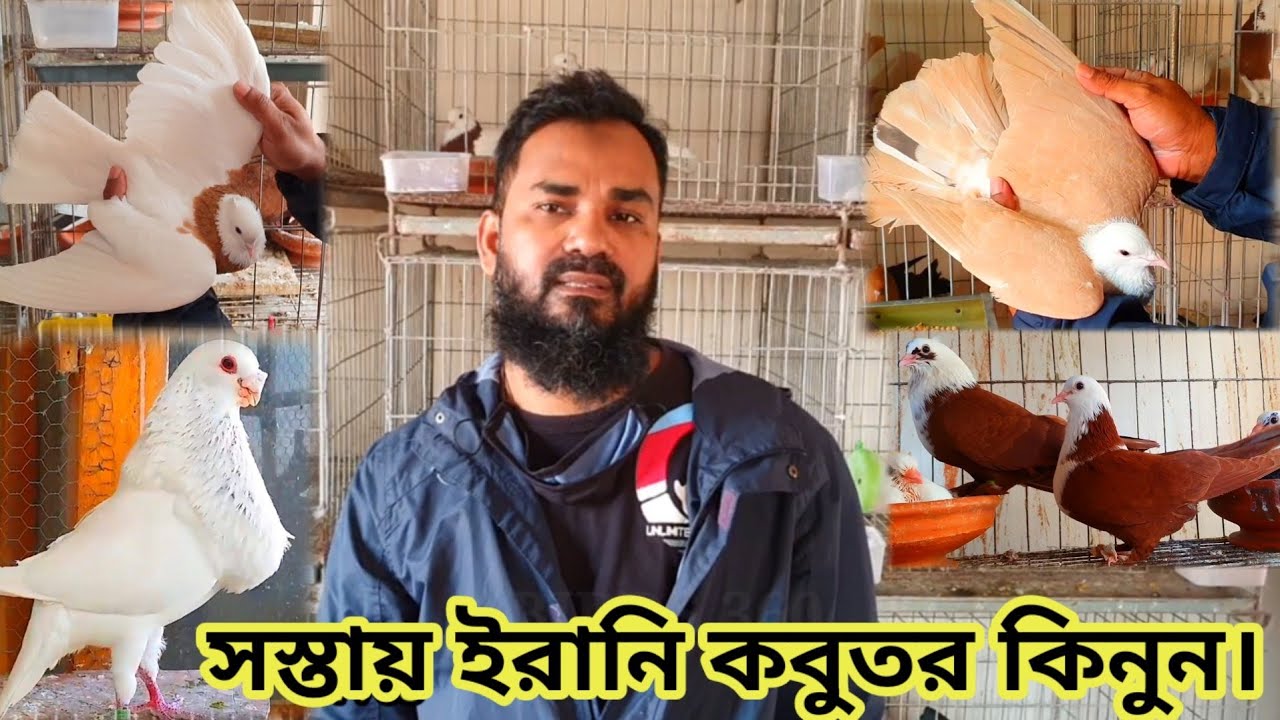 top 10 pigeons in the world | biggest Iranian pigeons breeders in Bangladesh | High flyer pigeon