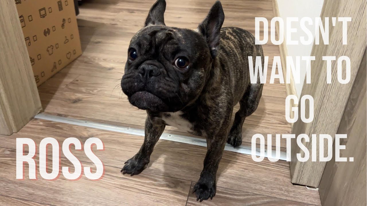 He doesn't want to go outside | French bulldog