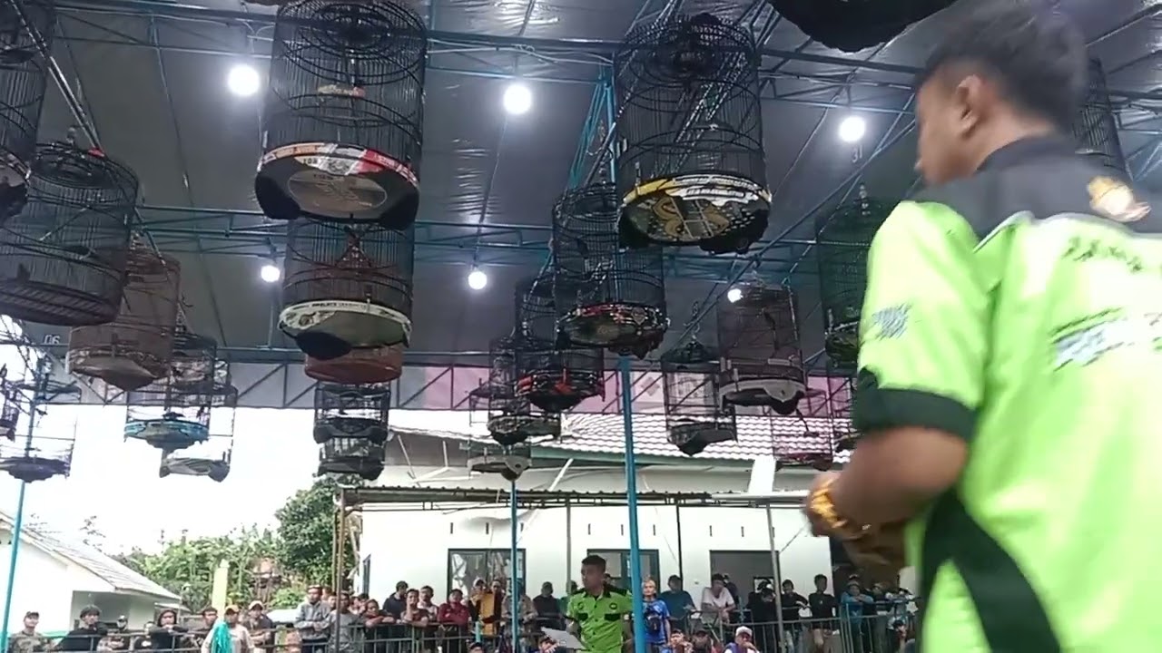 Bukan masalah panas atau tidaknya tapi siap atau tidakenya  mental si burungnya ketika di gantangan