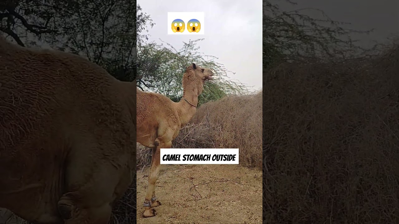 Camel getting it's stomach out😱😱 #camel #animal #camellife #animals