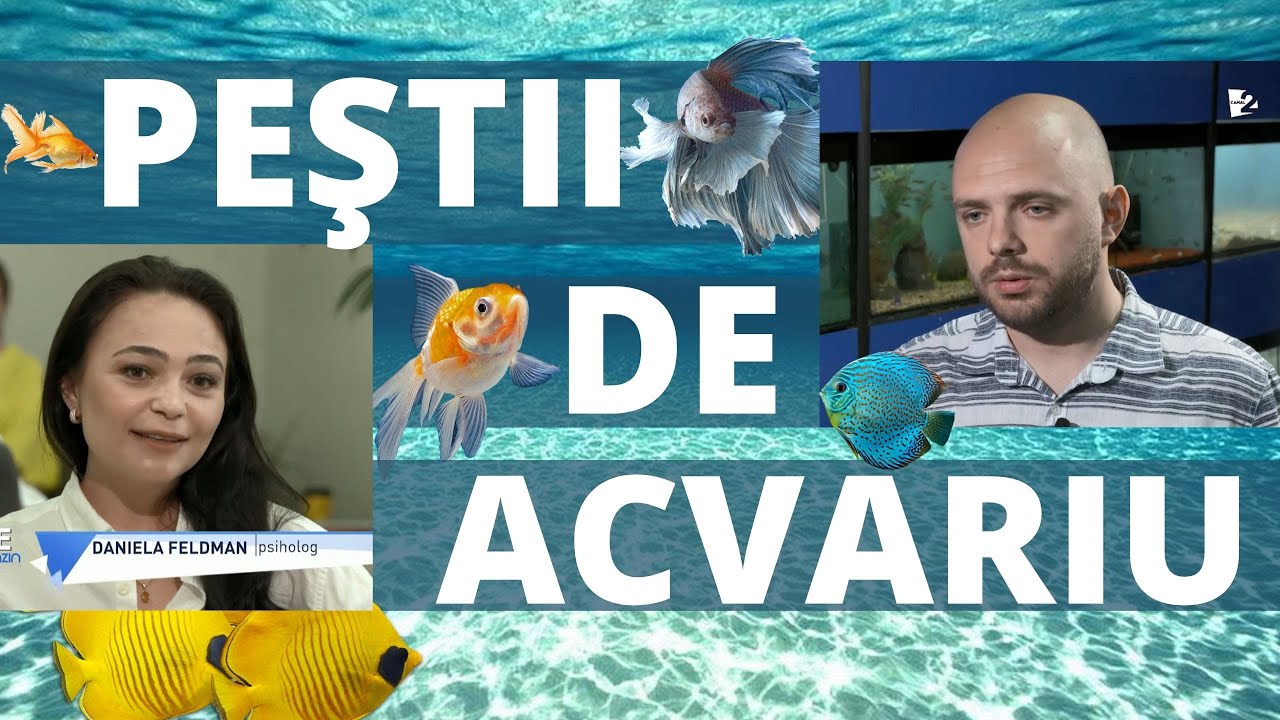 Peştii de acvariu. Cum îi alegem şi îngrijim, cât costă şi ce efect au asupra oamenilor