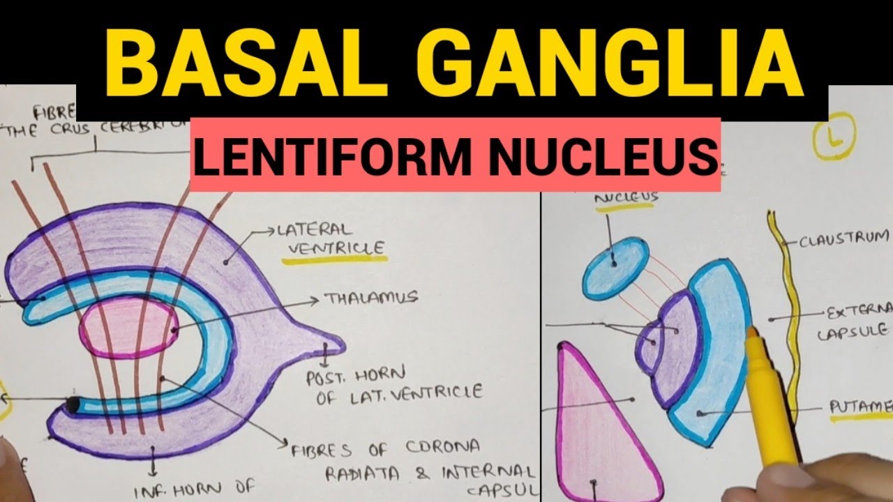 Basal Ganglia - 2 | Lentiform Nucleus