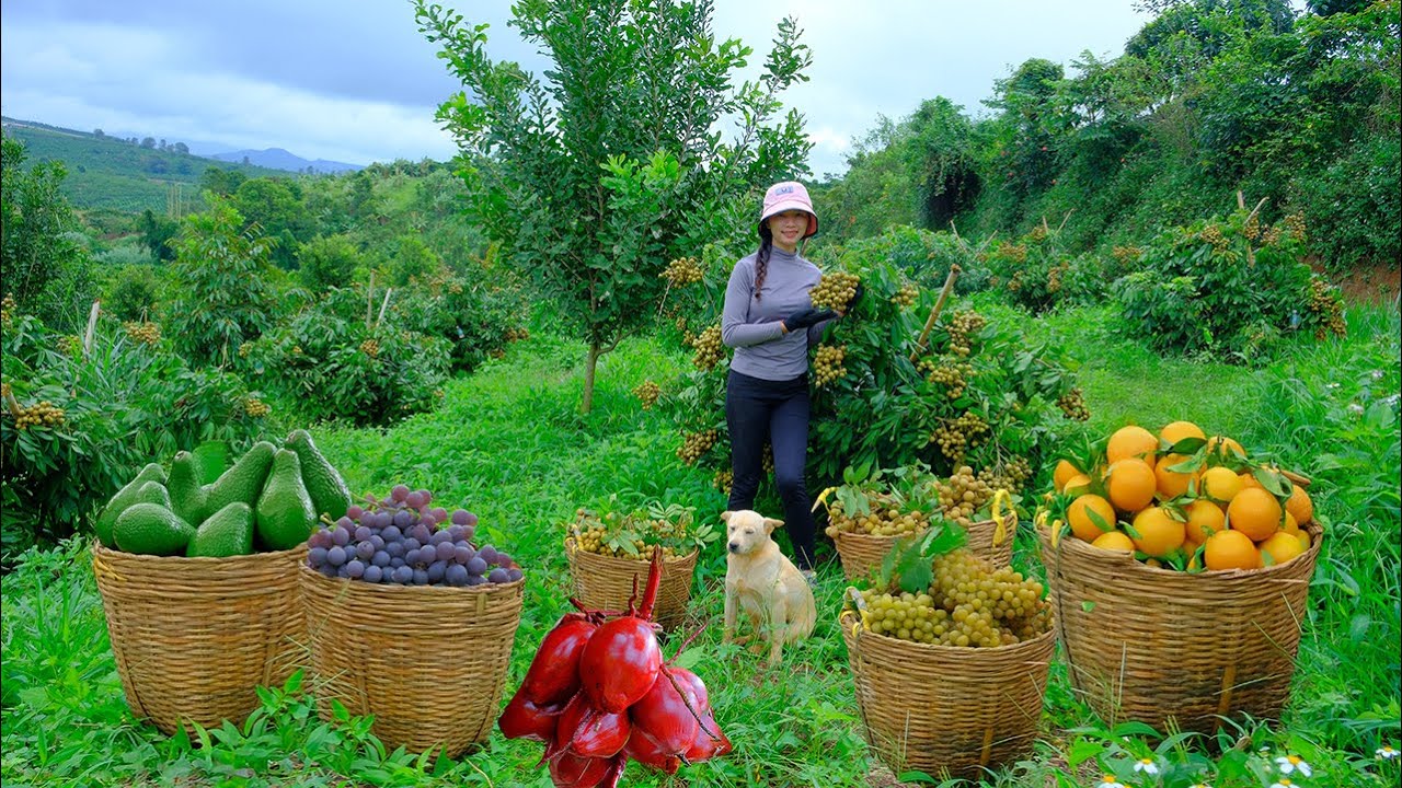 Harvest Fruits: Grapes, Longan, Red Coconut, Oranges, Avocados To Sell At The Market.
