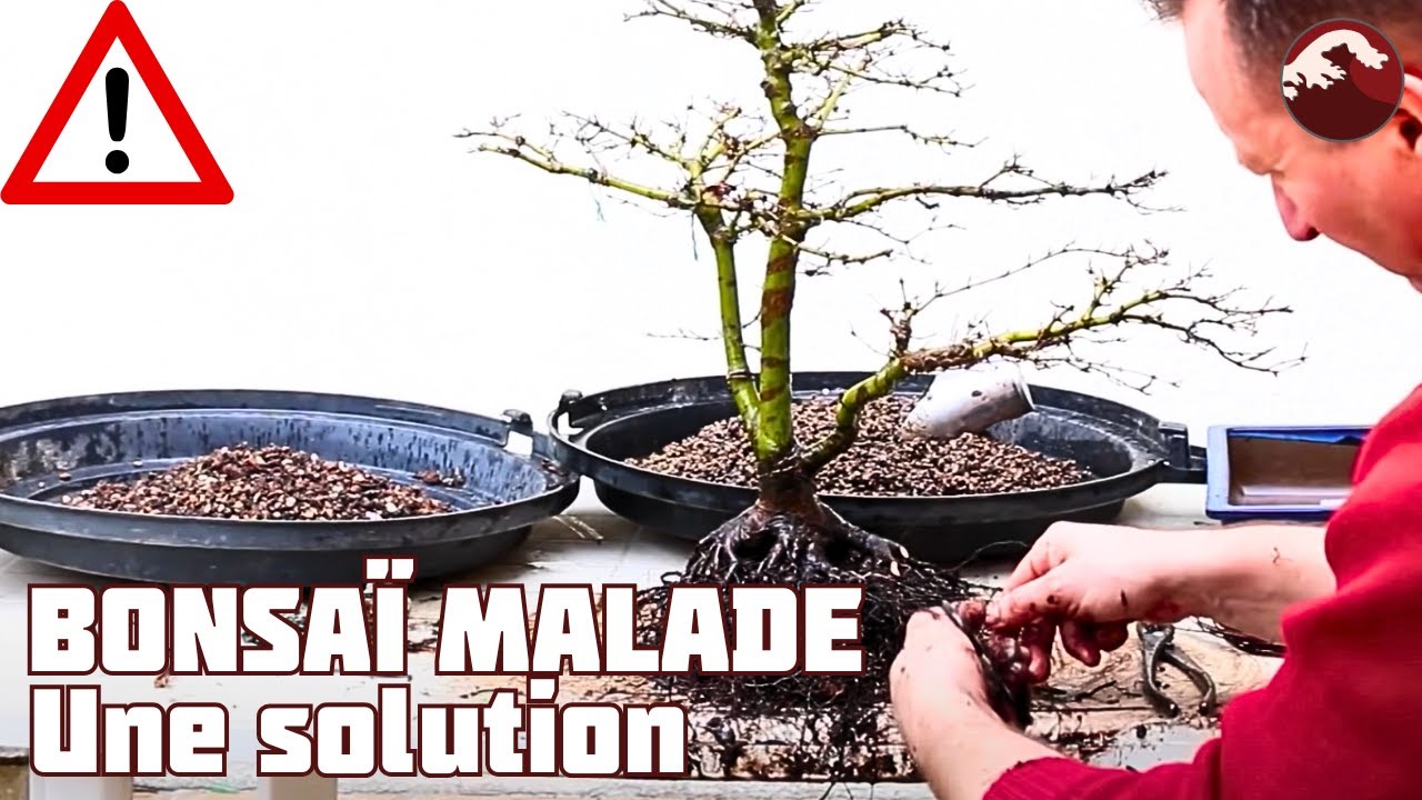 Comment Sauver un Bonsaï Malade ? 🌱 NEJIKAN BONSAI 🌱
