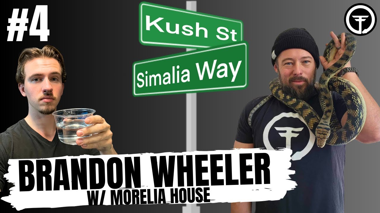 Can Scrub pythons get too big to breed healthy clutches? | Kush's Korner Ep.4 Live