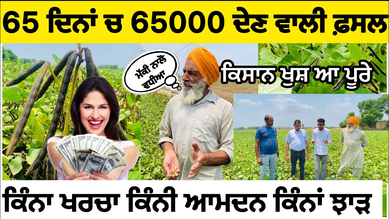 ਸਭ ਤੋਂ ਘੱਟ ਸਮੇਂ ਚ ਤਿਆਰ ਹੋਣ ਵਾਲੀ ਫ਼ਸਲ MOONG MH 1142