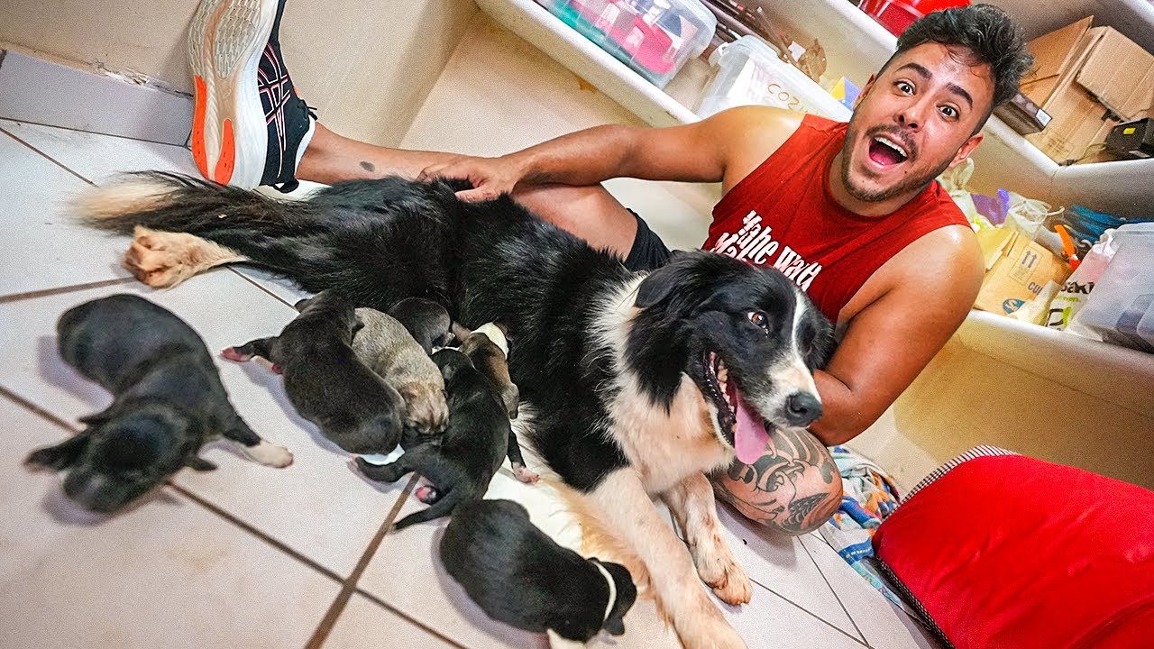 NASCEU OS FILHOTINHOS DA MINHA CACHORRA SKY 😭