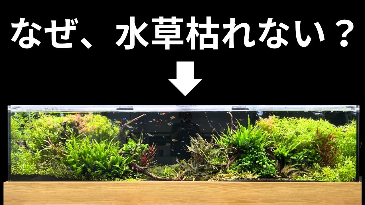 水草水槽は○○がすべてです