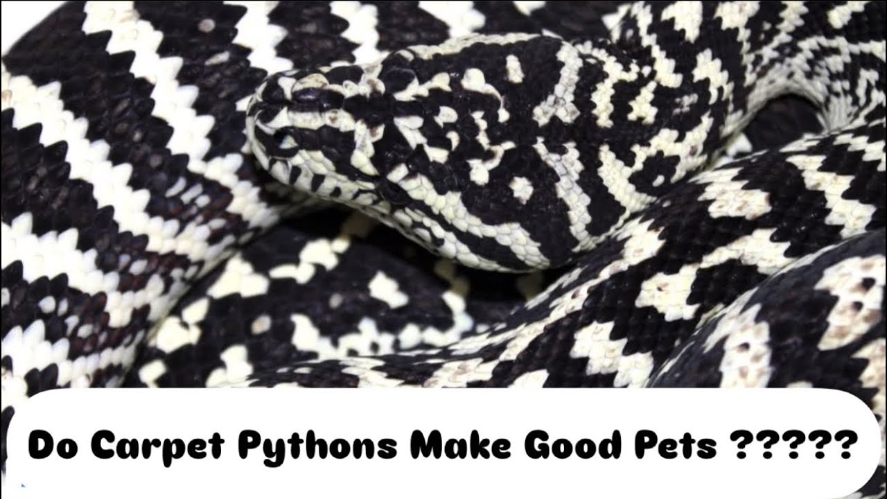 Do Carpet Pythons Make Good Pets? & Handling a Nervous Carpet Python