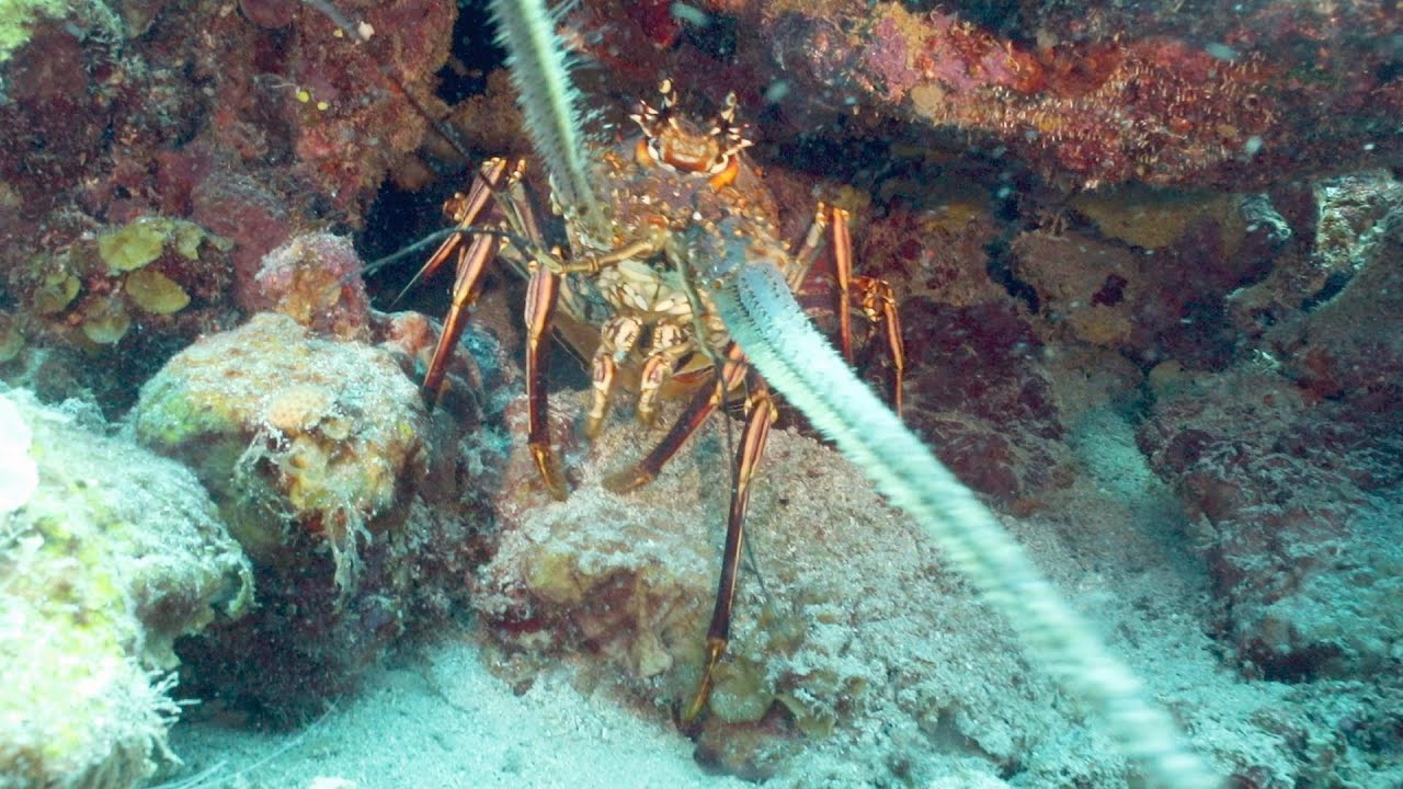 23rd Feb Dive