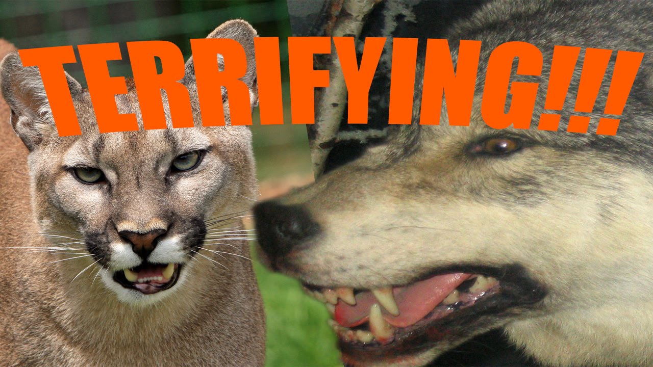 Top 5 Most Terrifying Animal Sounds - Part 2