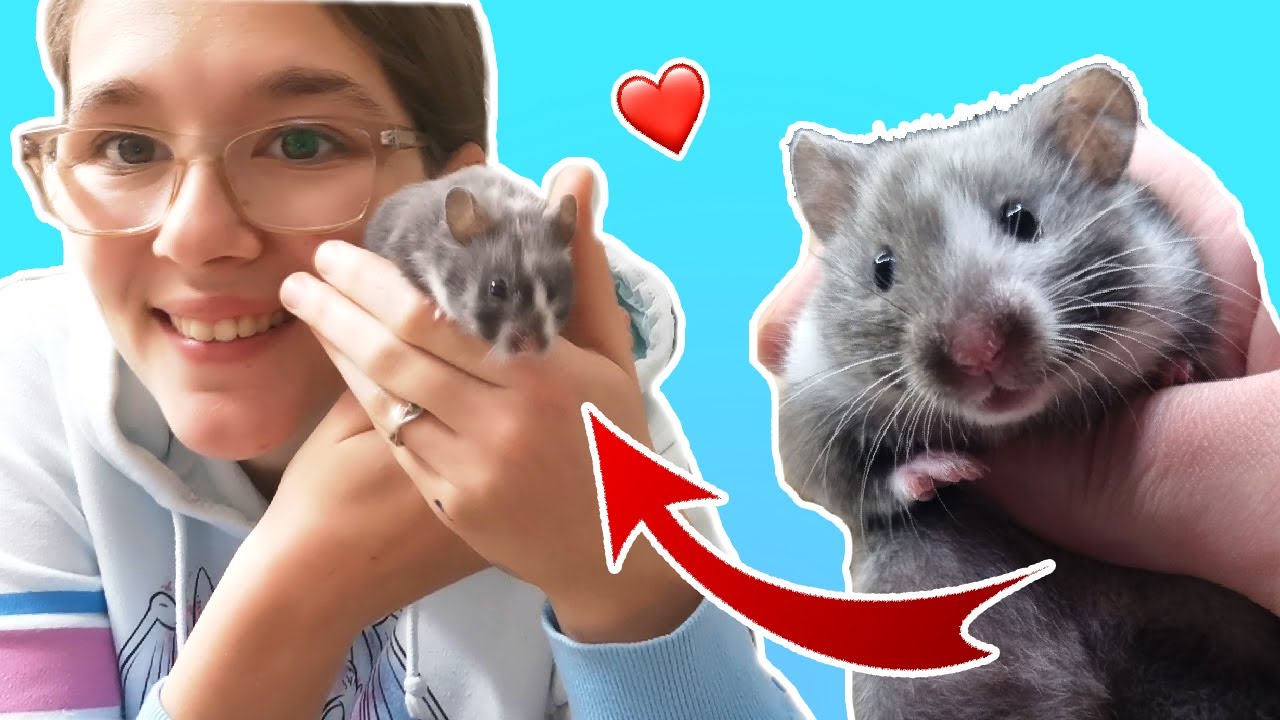 Ich zeige euch meinen neuen Hamster 🐹 Hamster zieht ein 🐾 Goldhamster im neuen Zuhause💖 McFlurry