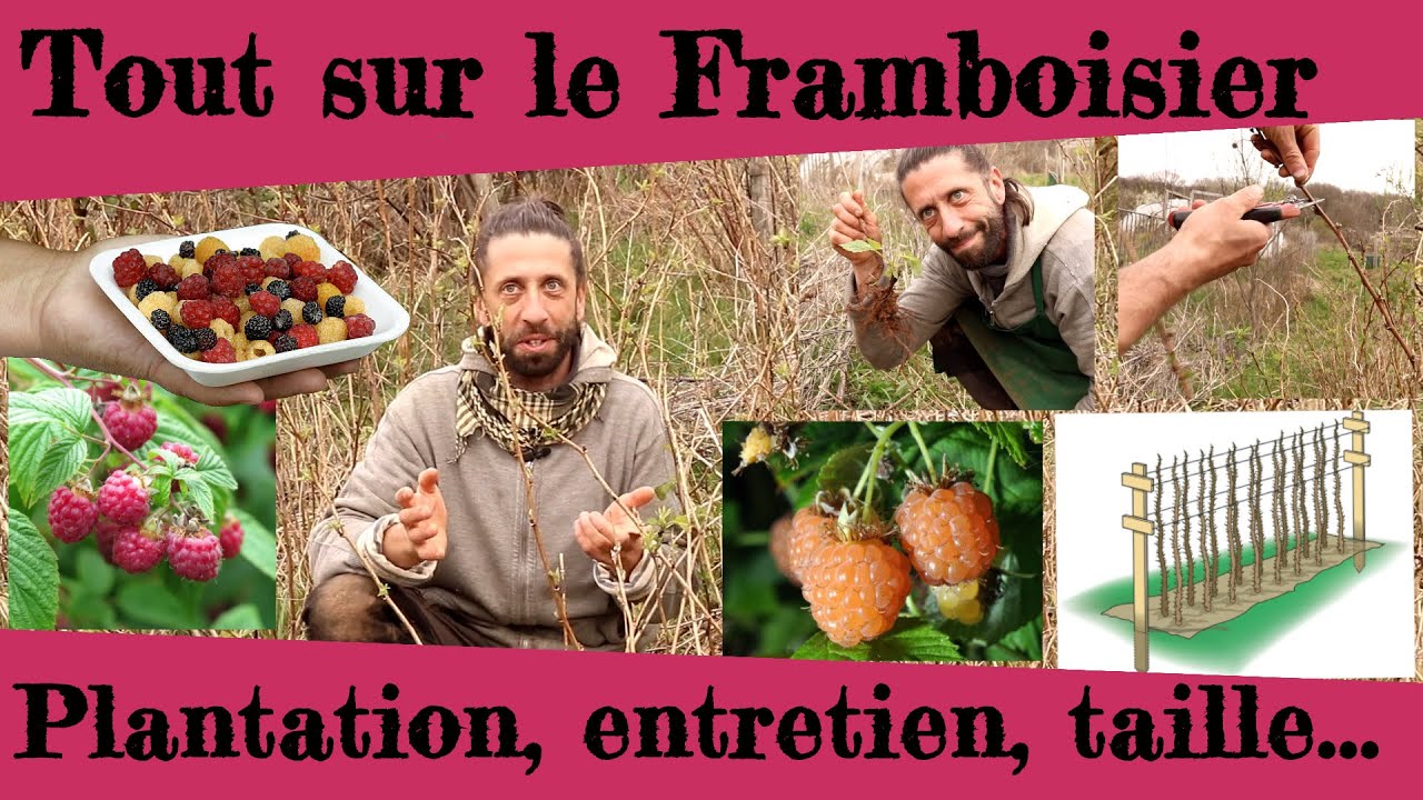 Tout sur le framboisier.  Taille, plantation, entretien, histoire...