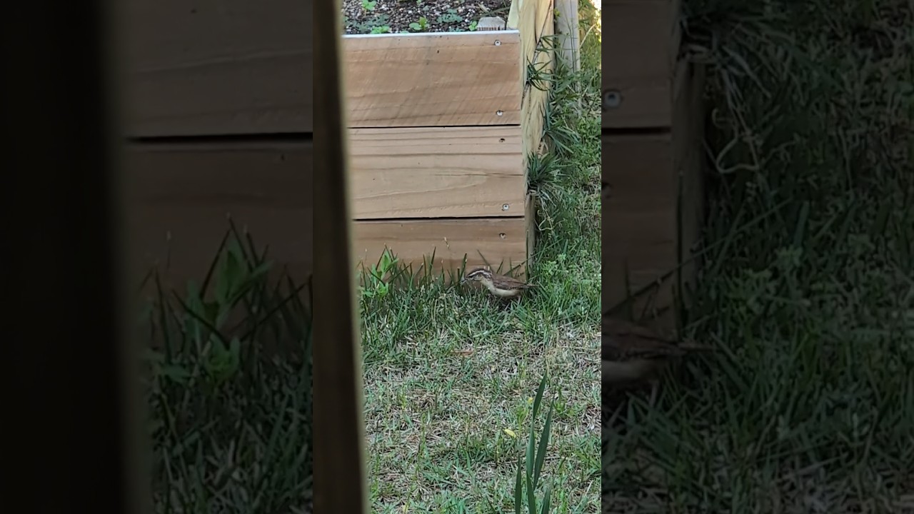Love our bug hunters #schnoodlelove #carolinawren #birdwatching #bird #birds #birdfamily