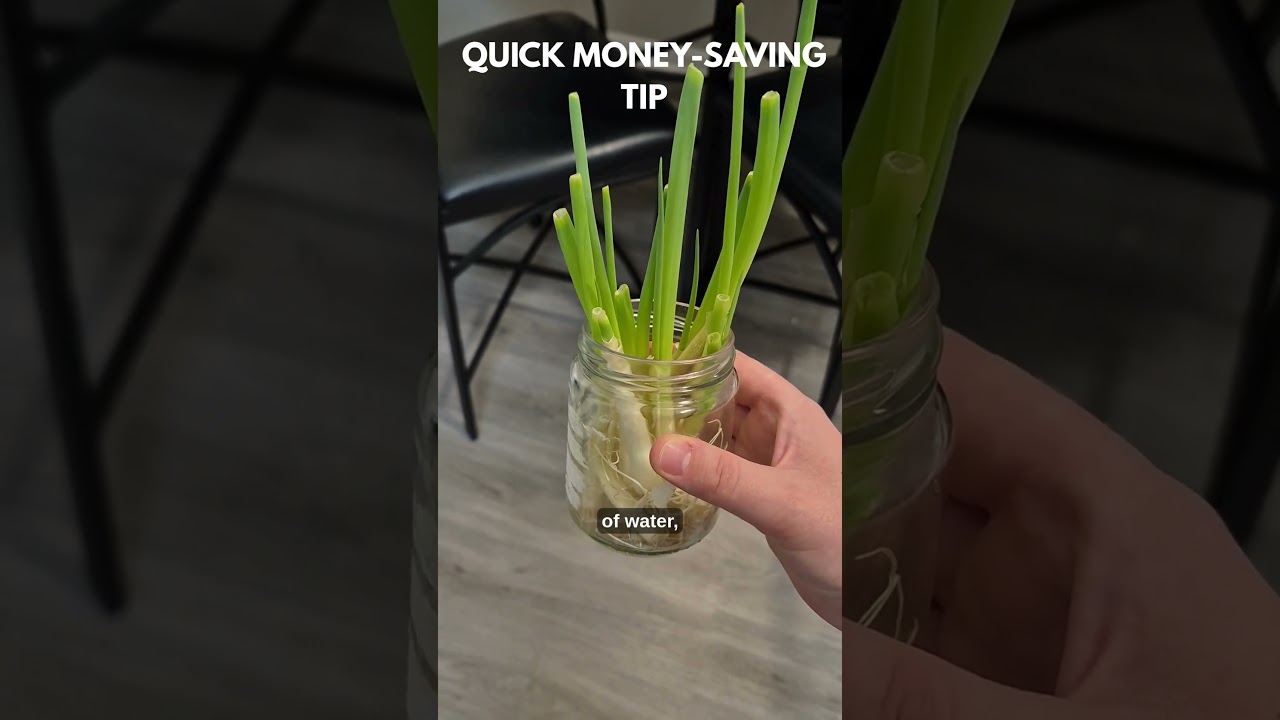Quick Money Saving Tip: Green Onions