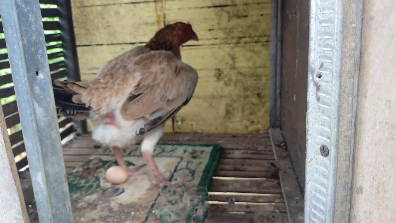 DETIK-DETIK AYAM SHAMO EROPA BERTELUR