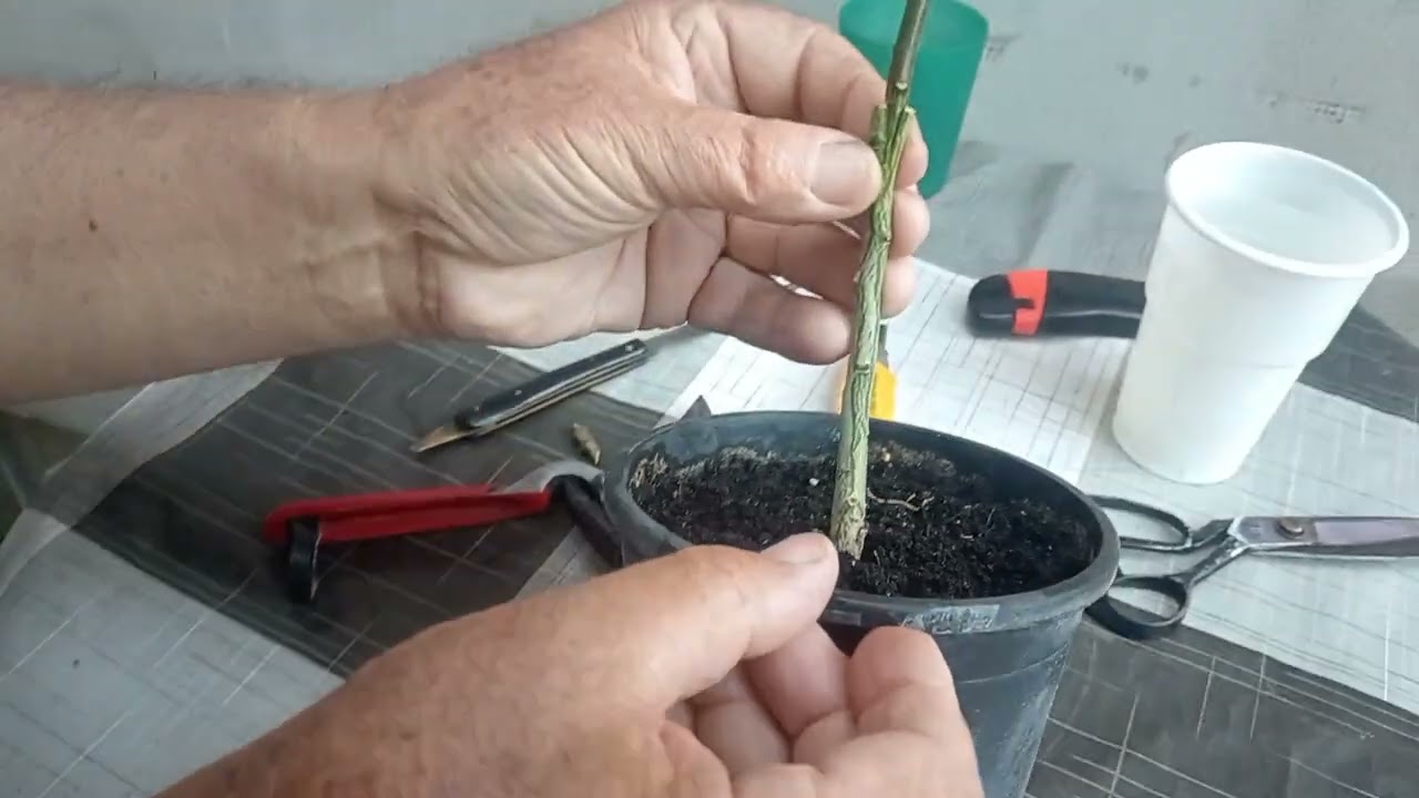 A citromfa oltása 🍋
