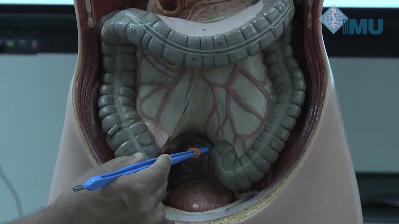 Anatomy of greater omentum, transverse mesocolon Supra and Infracolic compartments