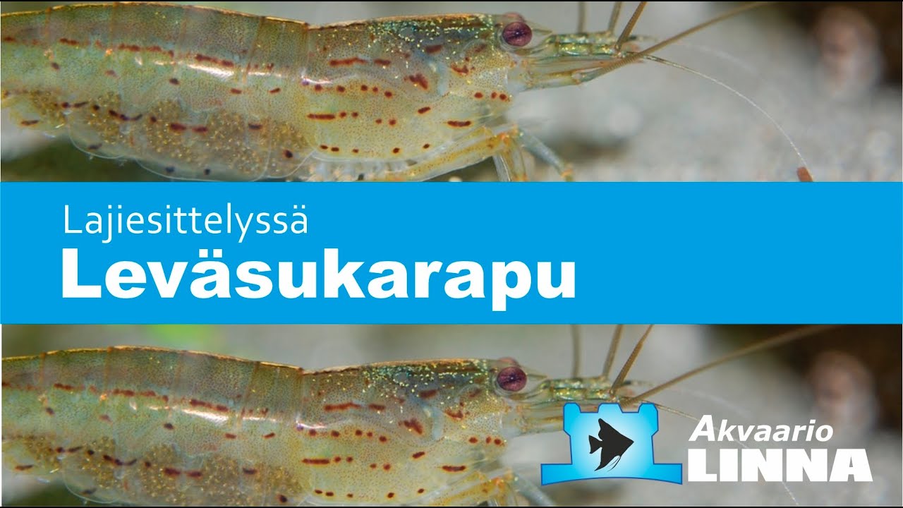 Leväsukarapu Caridina multidentata hoito akvaariossa