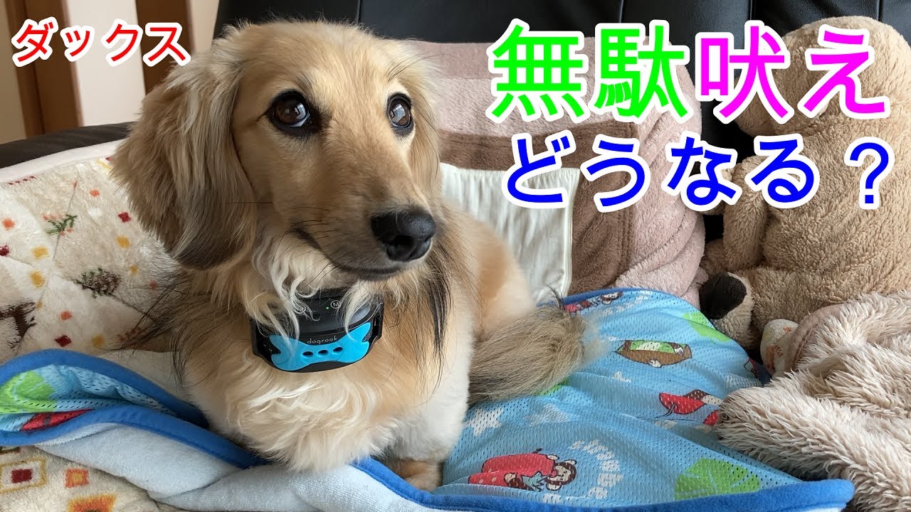 無駄吠えどうなる？ 無駄吠え防止アイテム ミニチュアダックスフンド ２歳【ちゃんねるナッツ】vol.166