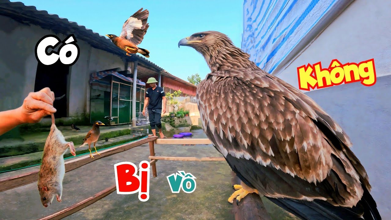 Thử Mang Chim Nhà Ra Tắm Chung Với Đại Bàng Và Tin Vui - Chào Mào Gen Bạch Đã Nở / Quế Nghịch