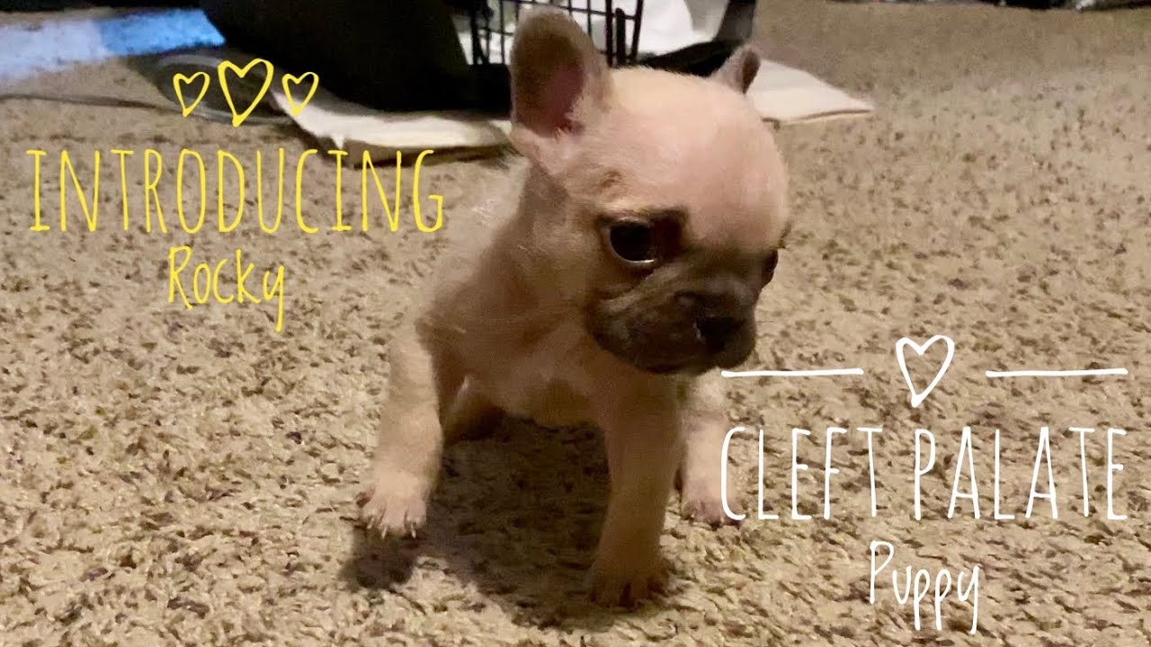 Rocky - The tiny cleft palate French bulldog puppy
