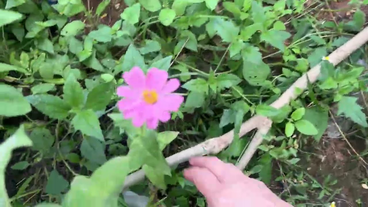 3 1/2 Years in Ghana, Still Trying to Keep up with the MiniFarm Garden ￼