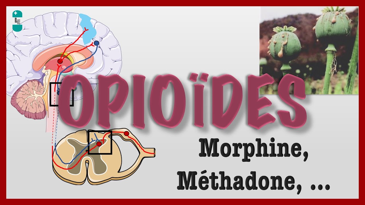 Qu'est ce qu'un Opioïde ? Pharmacologie
