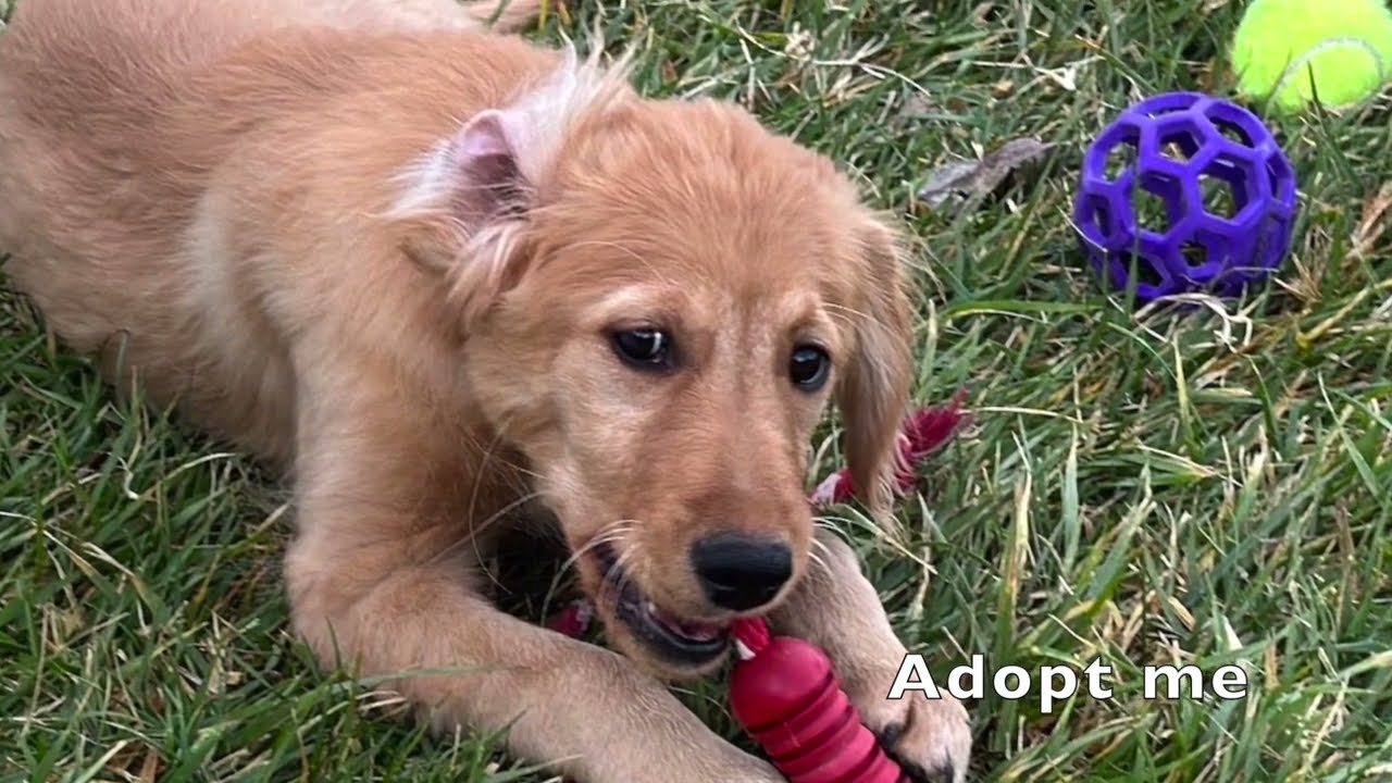 The Internet of Experiences: Adopt Arrow on National Golden Retriever Day