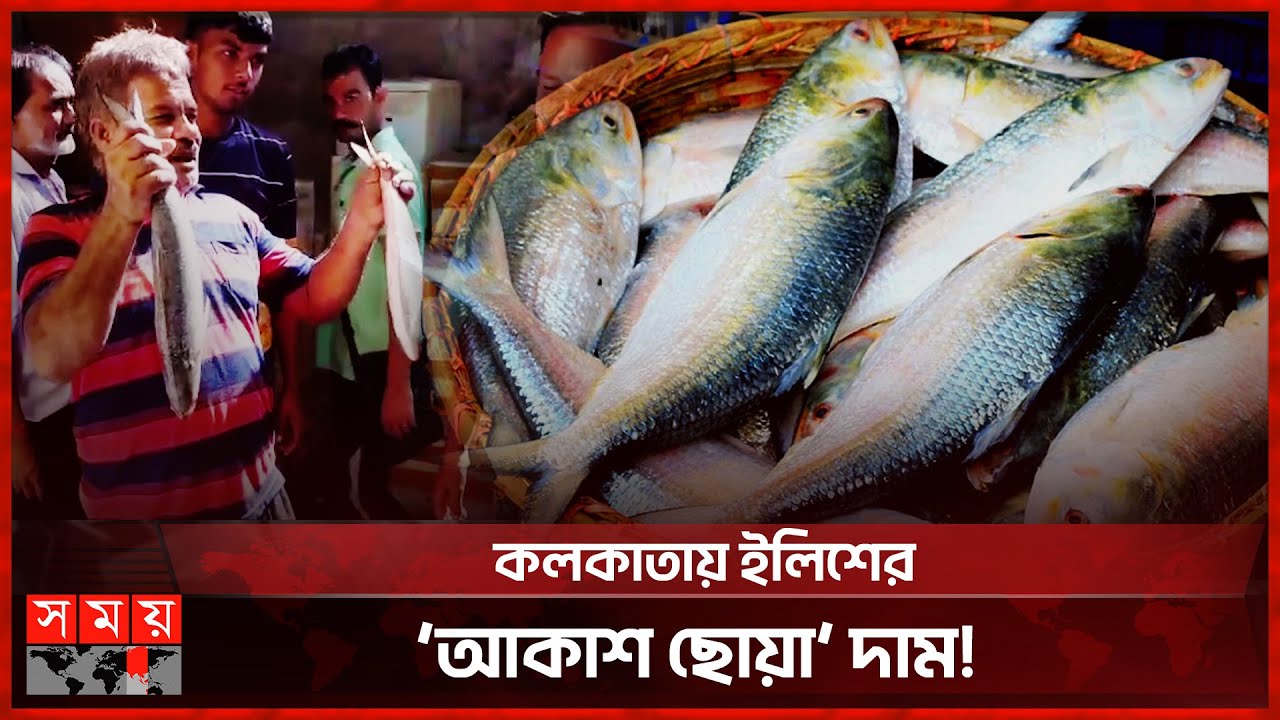 ইলিশ পেয়ে খুশি হলেও দামে নাখোশ ভারতীয়রা | Kolkata | Ilish | BD Fish | Howrah Fish Market