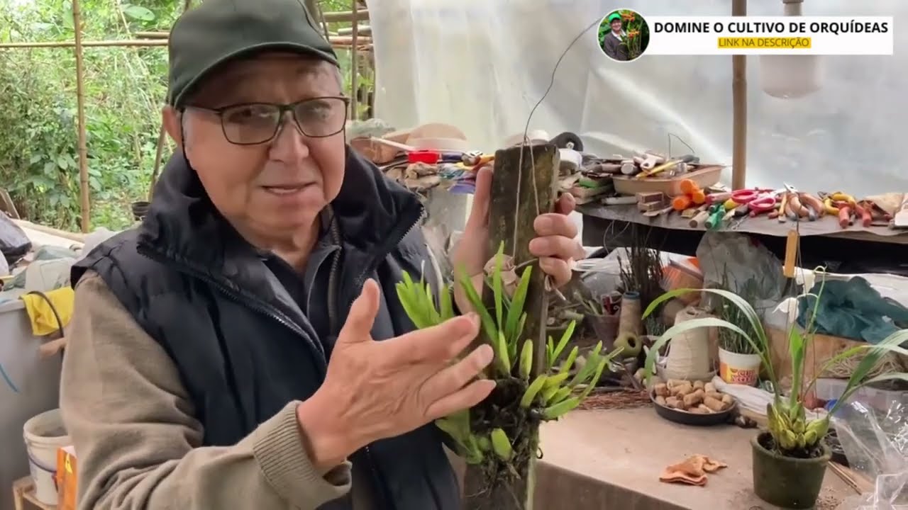 COMO ADUBAR ORQUÍDEAS EM TRONCOS, MADEIRAS E SIMILARES - MASUJI KAYASIMA