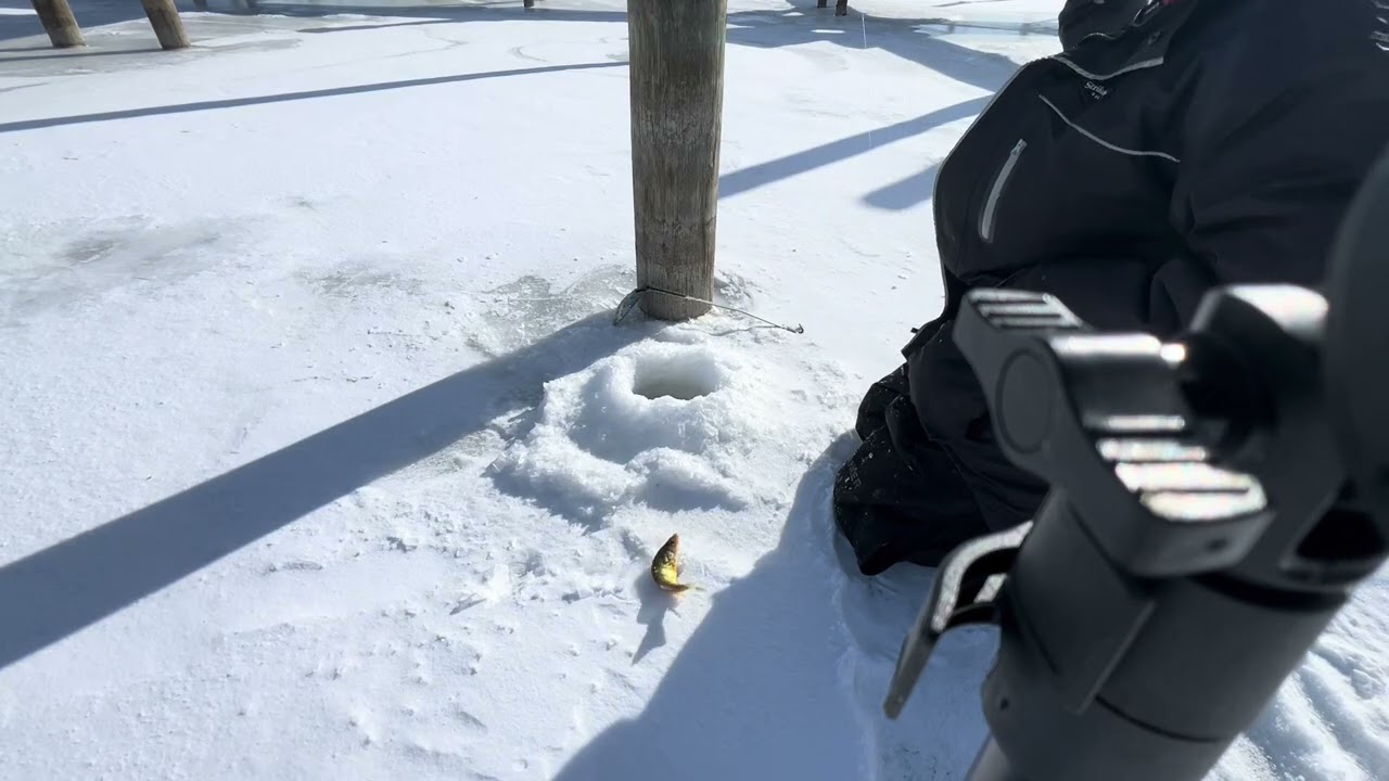 Winter perch action 