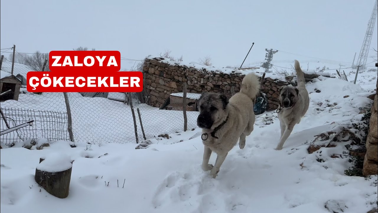 AZAPTA SON DURUM ZALONUN BAŞI ÇOK KÖTÜ DERTTE KOŞUP KOŞUP ÇATIYA HÜCUM EDİYORLAR