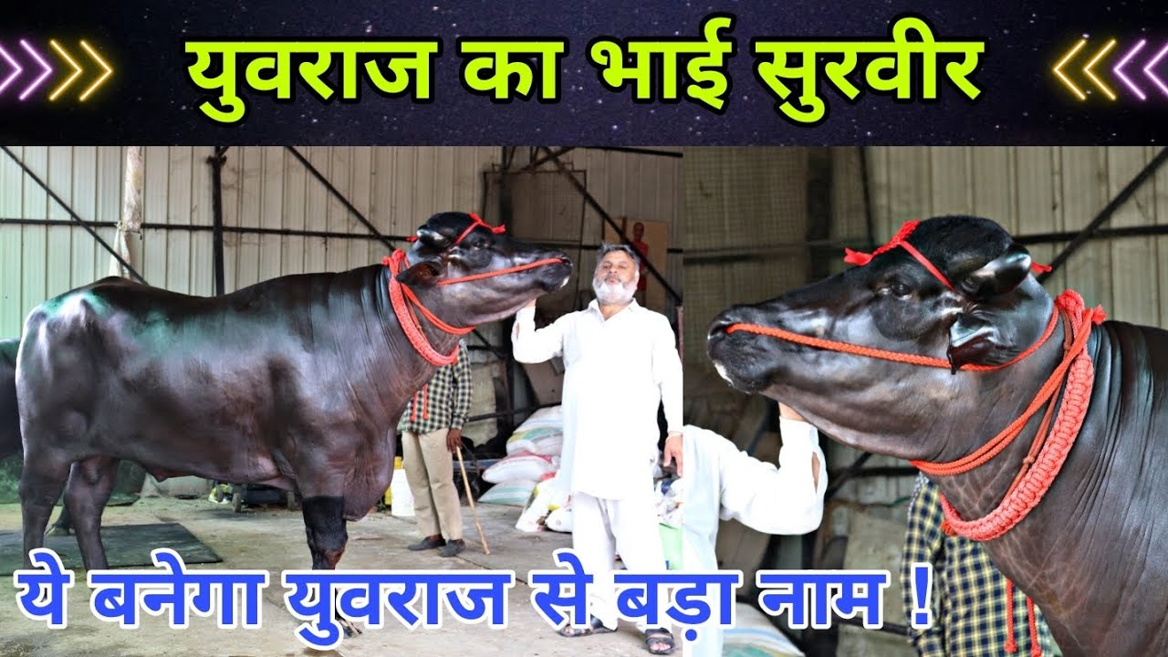 Another Super Murrah Bull👉SURVEER👈 from Karmveer Breeding Farm. Father-Yograj. Mother-Ganga