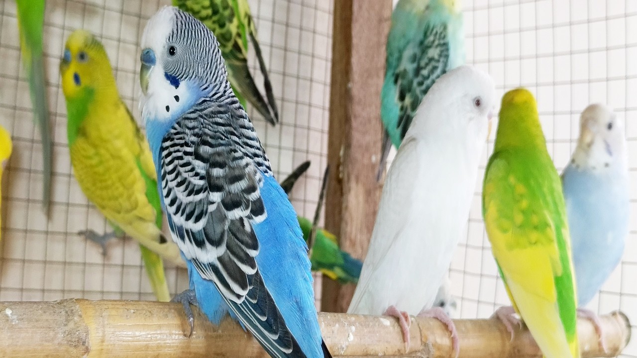 3 Hours of Joyful Budgie Chirping | Calm & Relaxing Bird Sounds