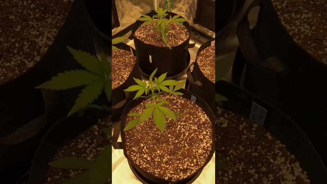 Autoflower Timelapse Days 1-60 | Grown Under Mars Hydro FC-e8000