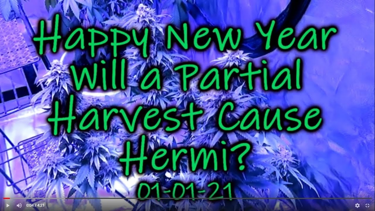 Happy New Year Will a Partial Harvest Cause a Cannabis Plant to Hermi