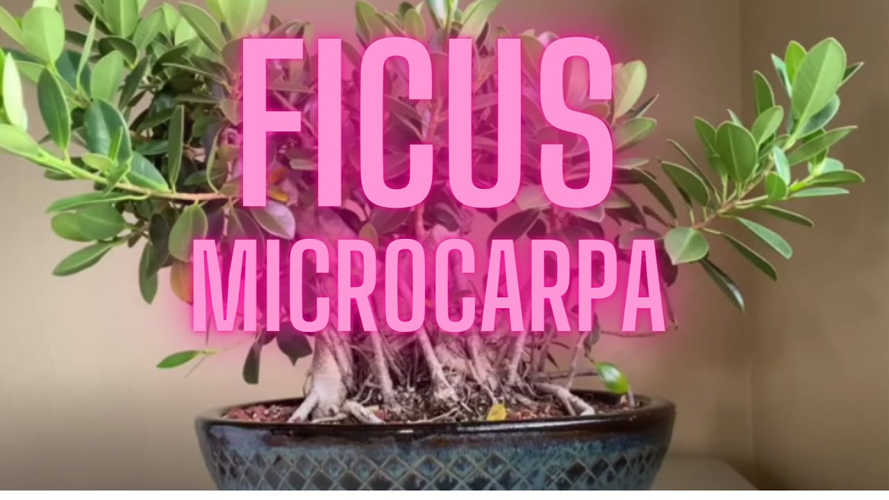 Ficus microcarpa. Ficus Bonsai tree