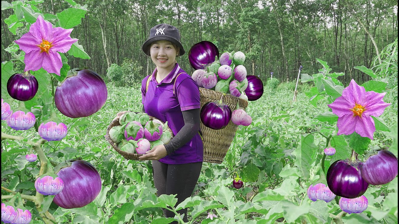 Harvesting Giant white eggplant to the Market to Sell  Make fried doughnuts! Lucia's daily life