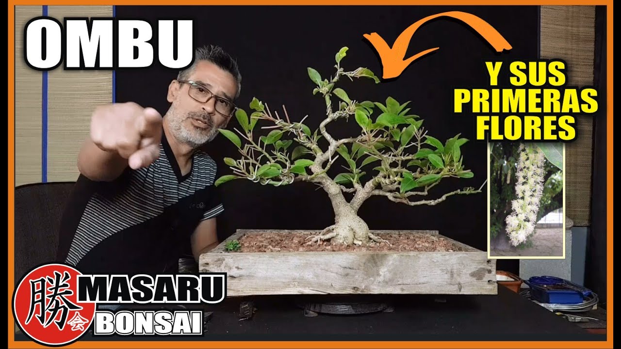 BONSAI DE OMBÚ * REGALANDO SUS PRIMERAS FLORES!!!! PODA - PINZADO Y ALAMBRADO!!!!