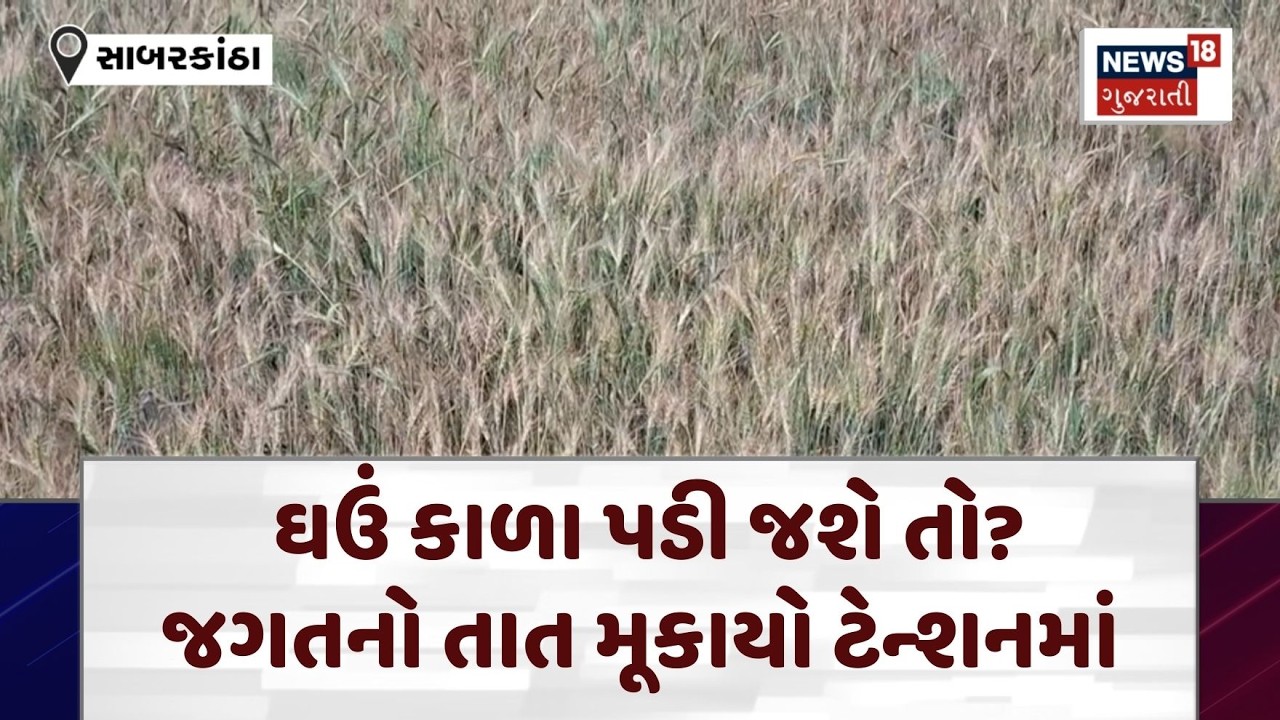 Sabarkantha News | ઘઉં કાળા પડી જશે તો? જગતનો તાત મૂકાયો ટેન્શનમાં | Unseasonal Rain  | N18V