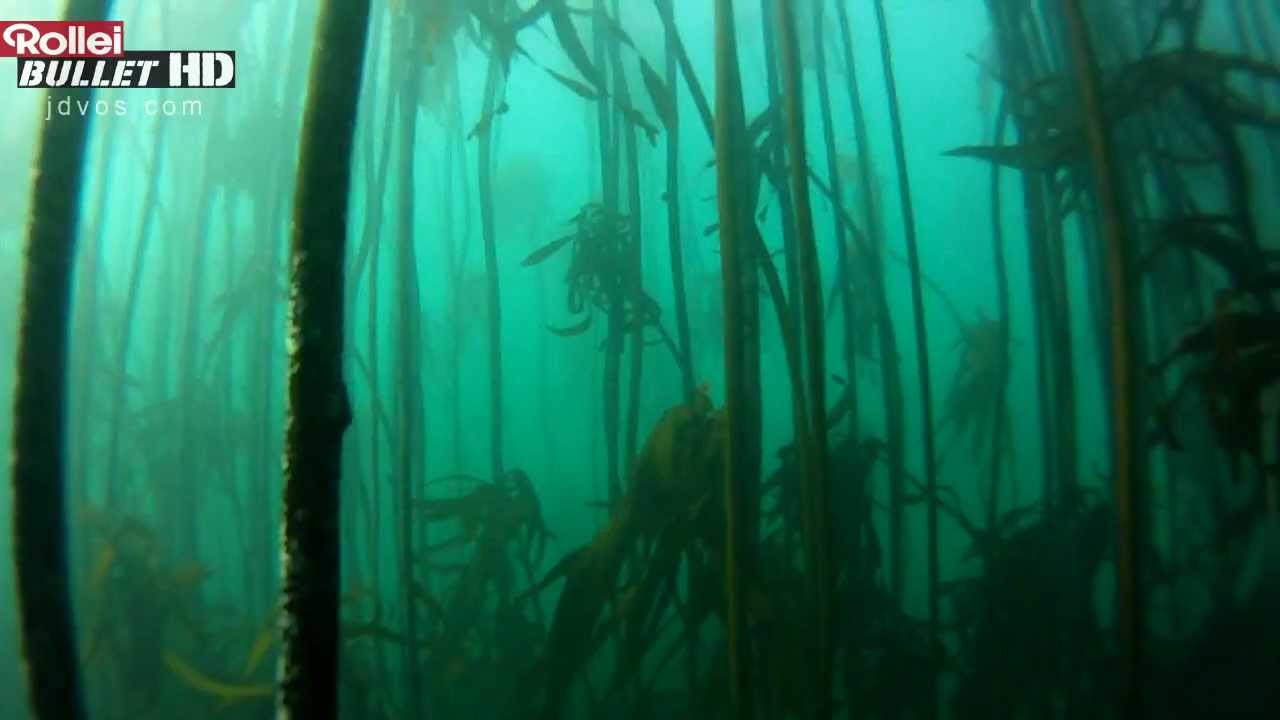 Rollei 4S Underwater Test - 720p/ 60fps: Shark Dive, Cape Town - South Africa