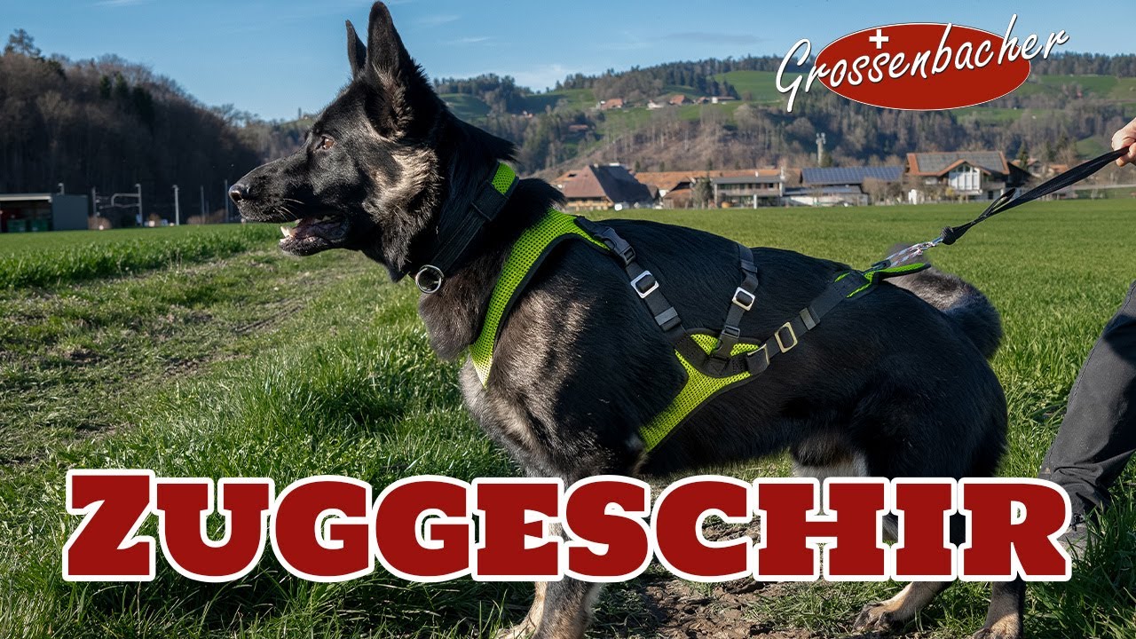 Erklärvideo Zuggeschirr Grossenbacher