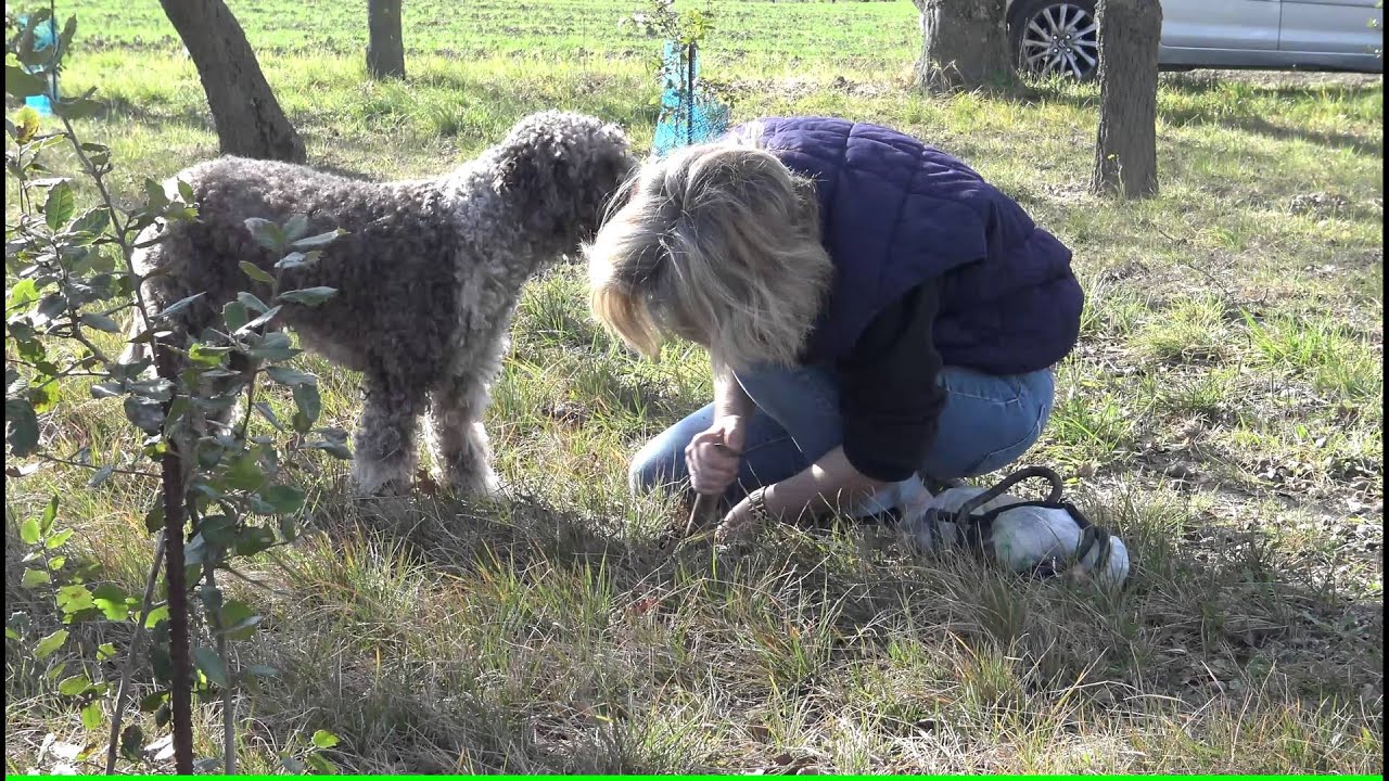 Lagotto Romagnolo IDA s' en va Truffer 24/02/2016