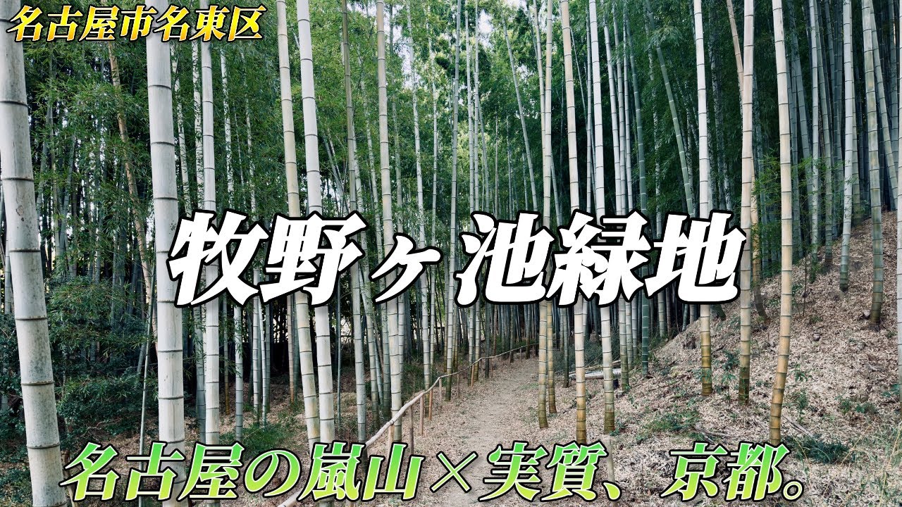 【名古屋市】住宅街のど真ん中に巨大な竹林！？牧野ヶ池緑地がもはや秘境レベルだった