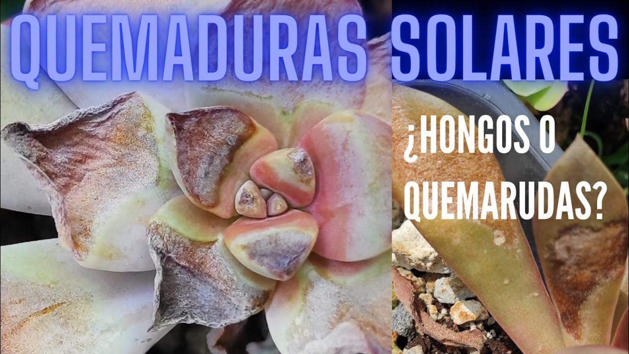 COMO SALVAR SUCULENTAS CON QUEMADURAS DE SOL