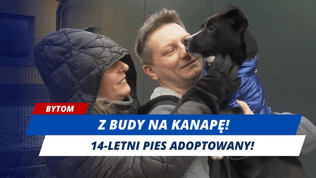 RUSZYŁY ADOPCJE W BYTOMSKIM SCHRONISKU!
