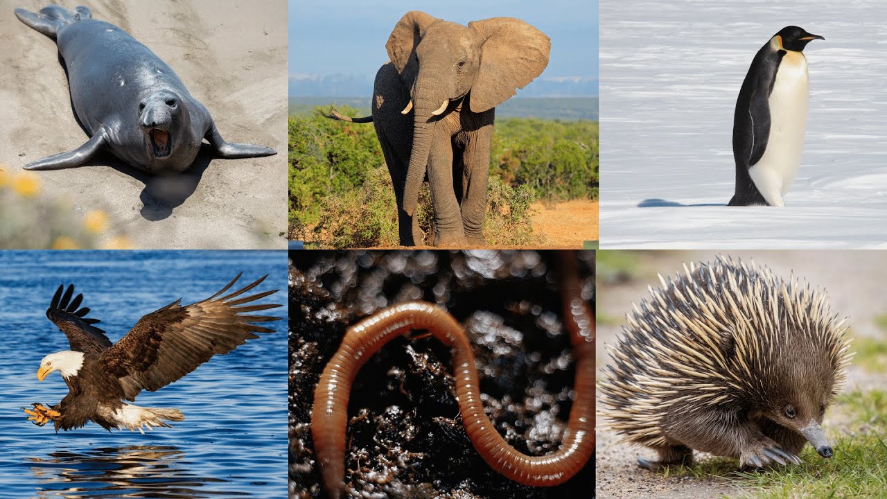 Exciting 'E' Expedition: 10 Enchanting Animals for Kids to Learn