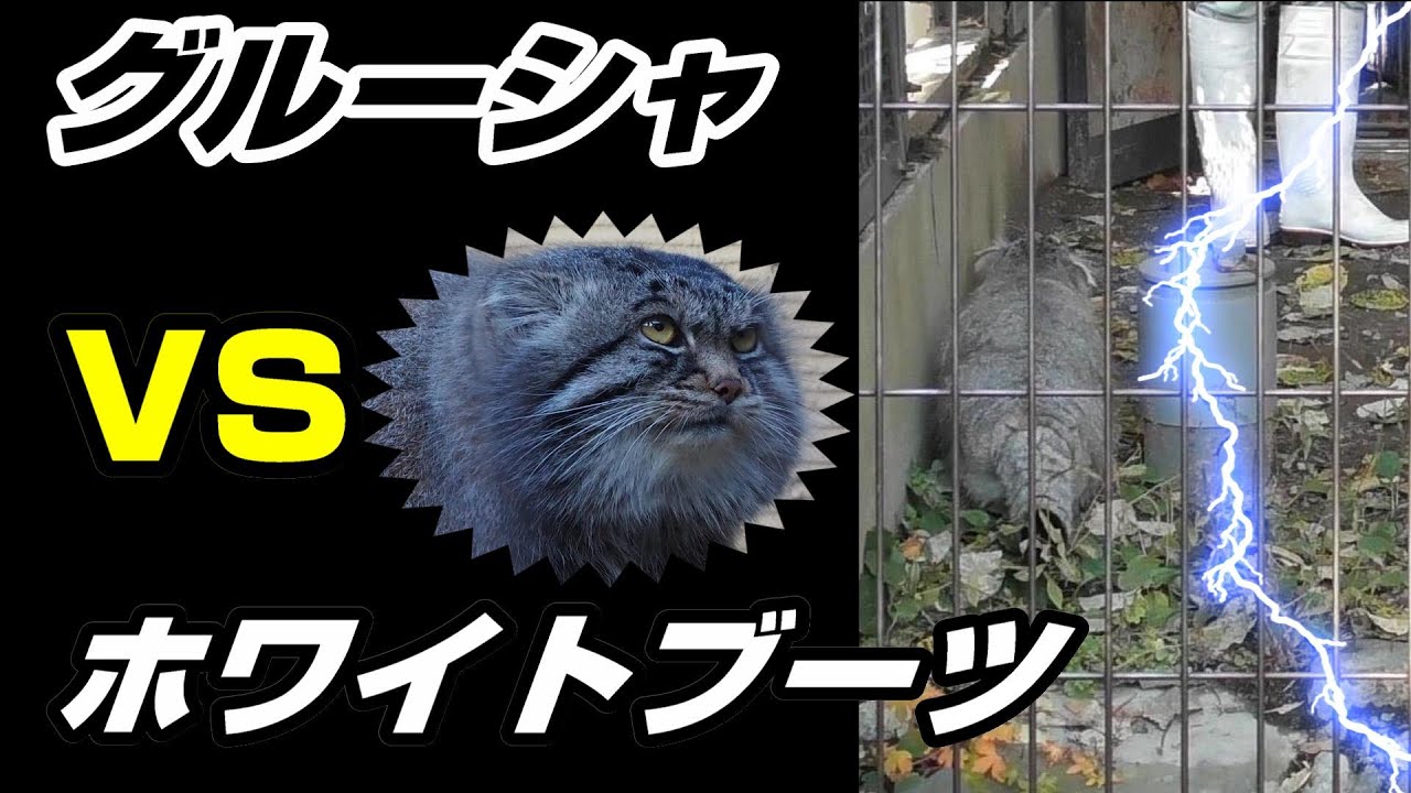 グルーシャシリーズ【第3弾】グルーシャVSホワイトブーツ Manul vs keeper